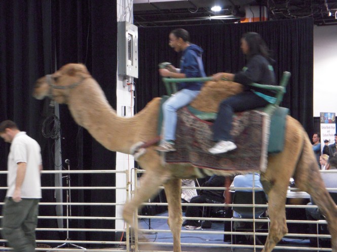Camel rides are what tourists really want.