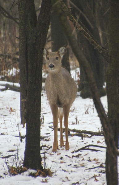 Something else you may see if you venture outside.